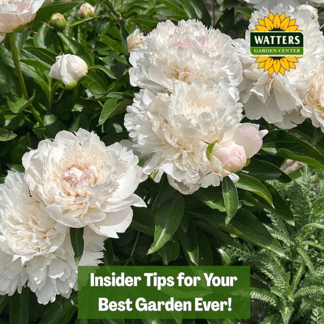 🎙️Welcome to Episode 26 – 17 of The Mountain Gardener Podcast with Ken and Lisa Watters-Lain!