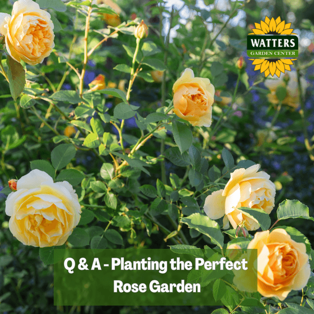 🌹 Q & A – Planting the Perfect Rose Garden