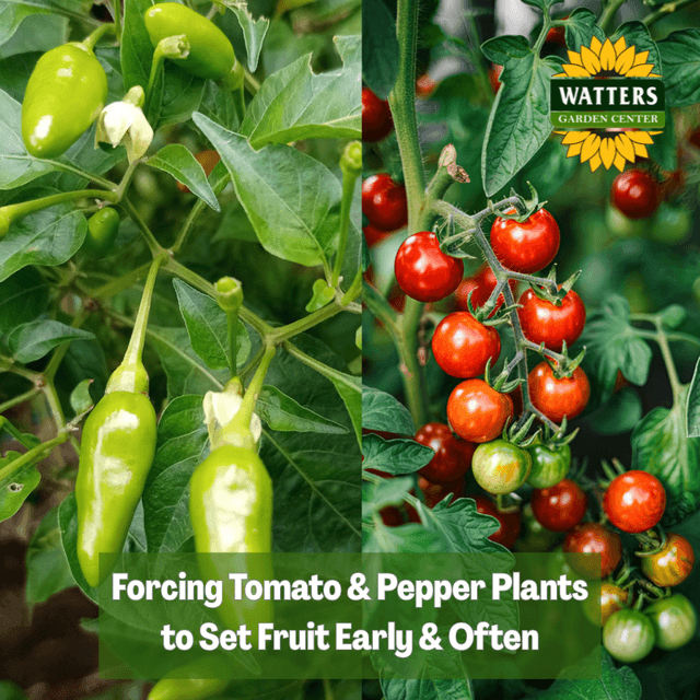 🍅 Forcing Tomato & Pepper Plants to Set Fruit Early & Often