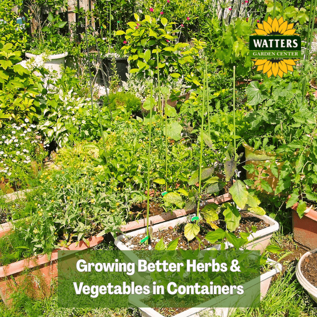 🌱 Growing Better Herbs & Vegetables in Containers