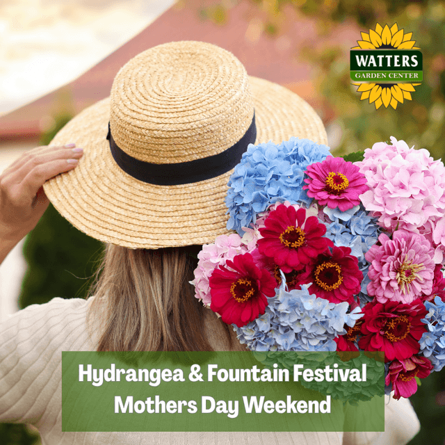 🧑‍🌾 Hydrangea and Fountain Festival – Mother’s Day Weekend
