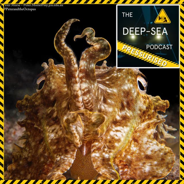 PRESSURISED: 064 – Cephstravanganza with Professor Kat Bolstad