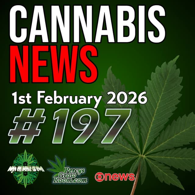 Shocking Mental Health Stats After Legalisation | Cannabis Users Show Less Cognition Decline Than Non Users | Hospital Access Wins for Terminal Patients | Grow Room Explosion Risks | Cannabis News 197