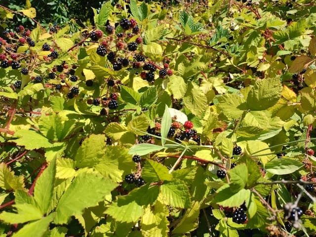 Blackberries Can Change the World