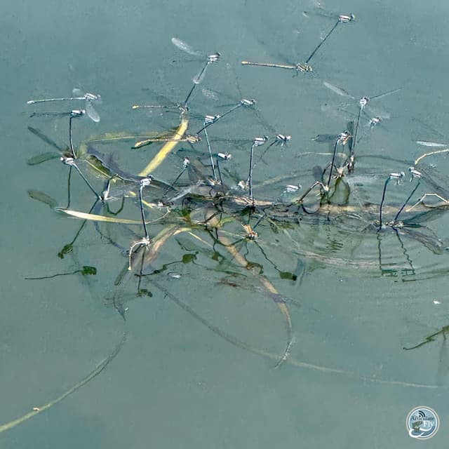 Summer Heat Strategies: Captain Brian Shumaker's Smallmouth Tips