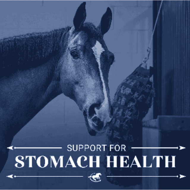 Support for Stomach Health - The Horse HealthCast with SmartEquine
