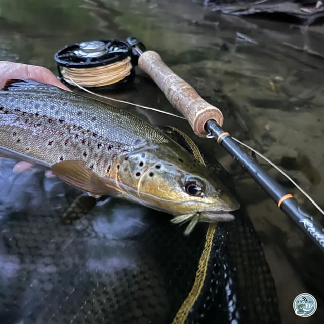 Exploring Terrestrials and Summer Patterns: George Costa's Fishing Forecast
