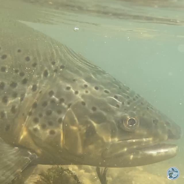 Elevate Your Cast: Mac Brown's Expert Tips on Haul Timing and Line Speed