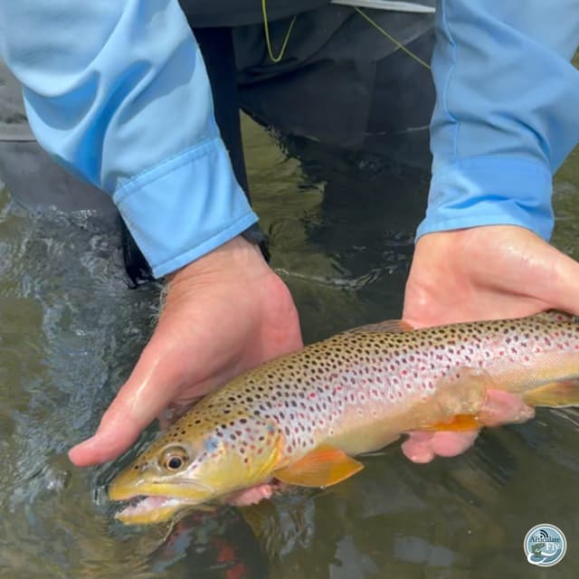 Central PA Fishing Forecast: George Costa's Summer Stream Insights