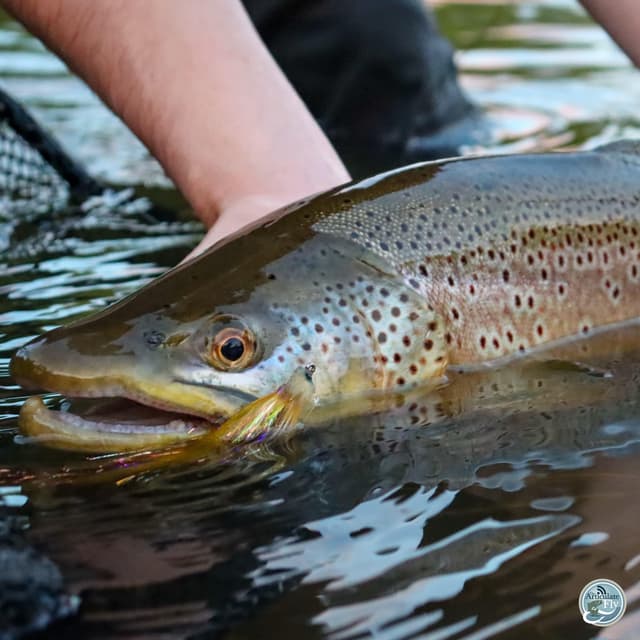 Navigating Summer Waters: Ellis Ward on Trout, Musky and the Art of the Evening Bite