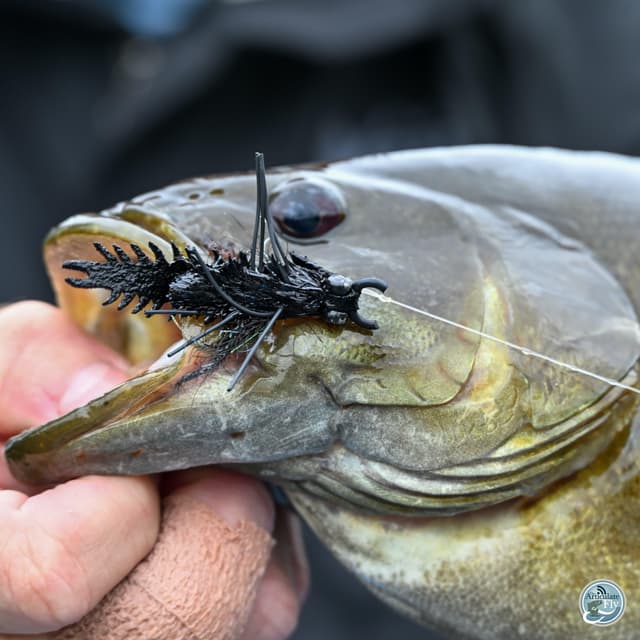 Smallmouth Chronicles: Matt Reilly's Secrets to Success in SW Virginia