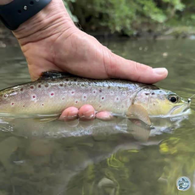 Summer Secrets: George Costa's Central PA Fishing Report