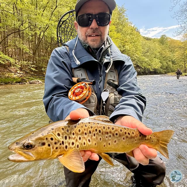 From Sulphurs to Drakes: George Costa's Essential Fishing Report for Central PA