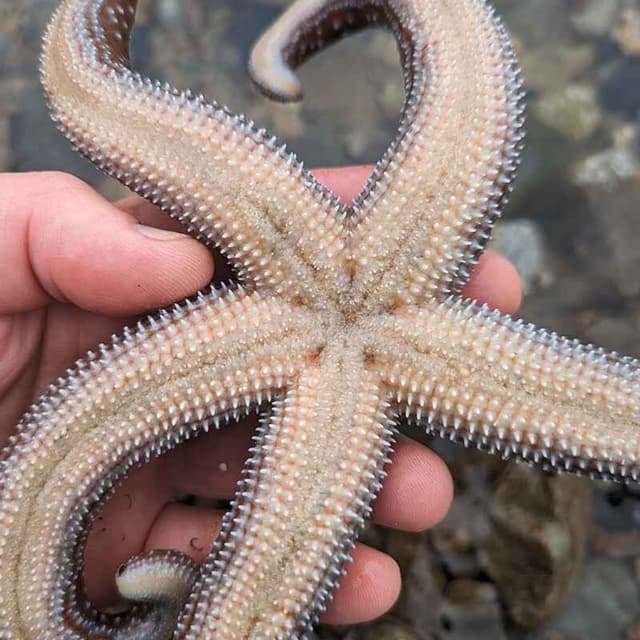 Facts: The Mottled Sea Star