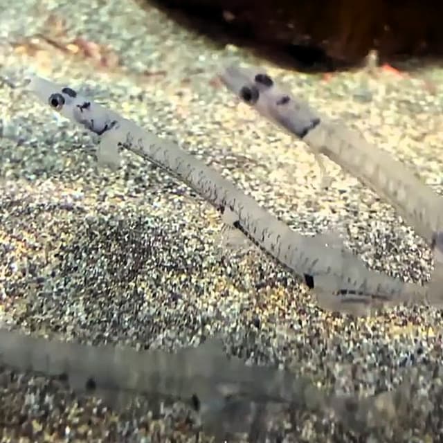 Facts: The Japanese Icefish