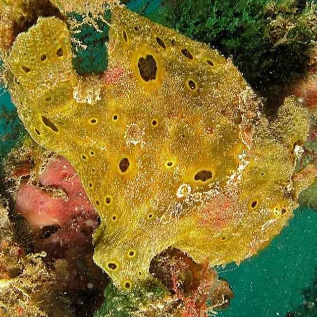 Facts: The Spotfin Frogfish