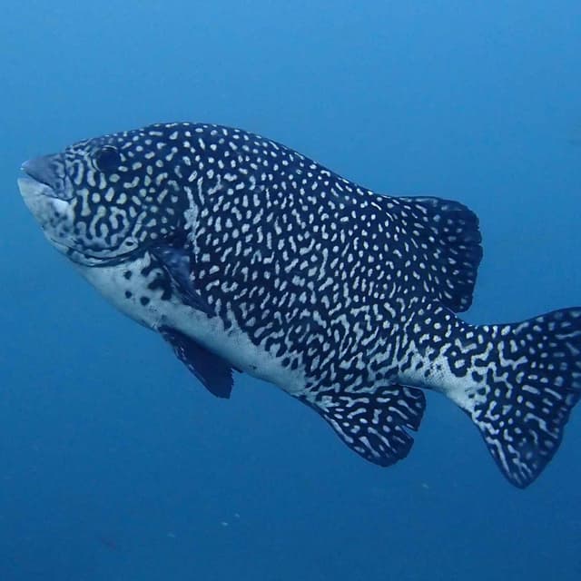 Facts: The Pacific Beakfish