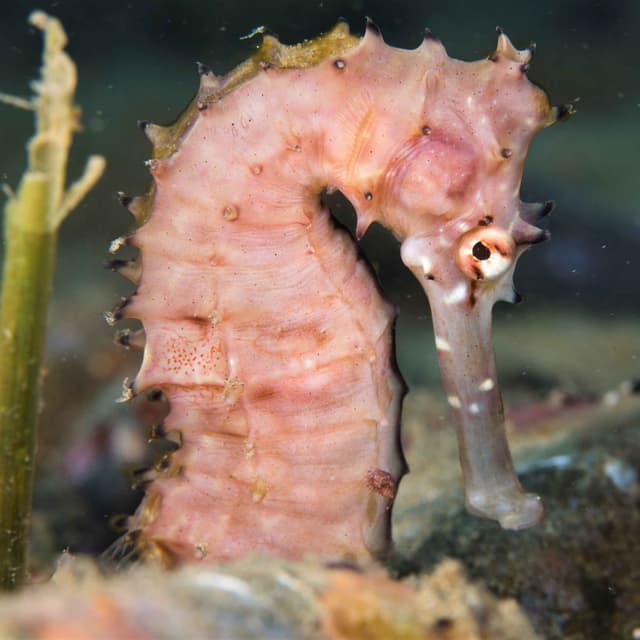 Facts: The Thorny Seahorse