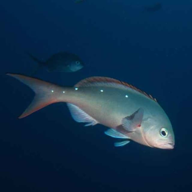 Facts: The Pacific Creolefish