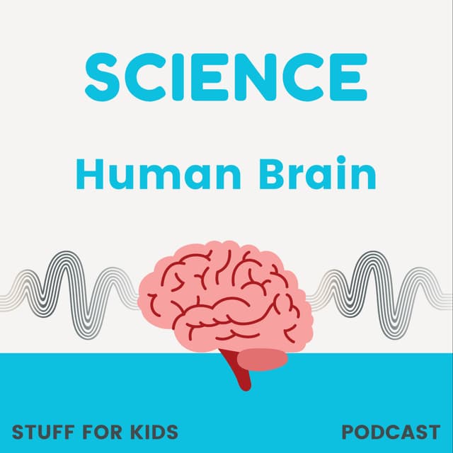 Human Brain