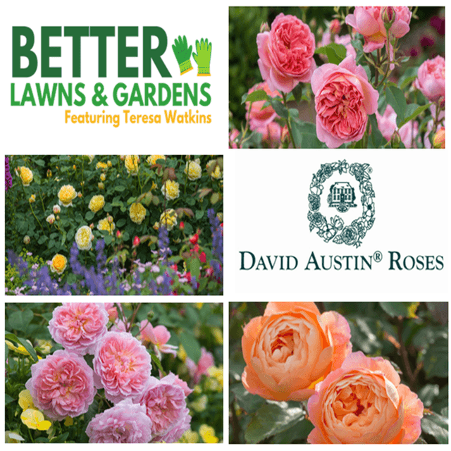Better Lawns and Gardens - Hour 2 David Austin Roses with Rebecca Koraytem May 2, 2026