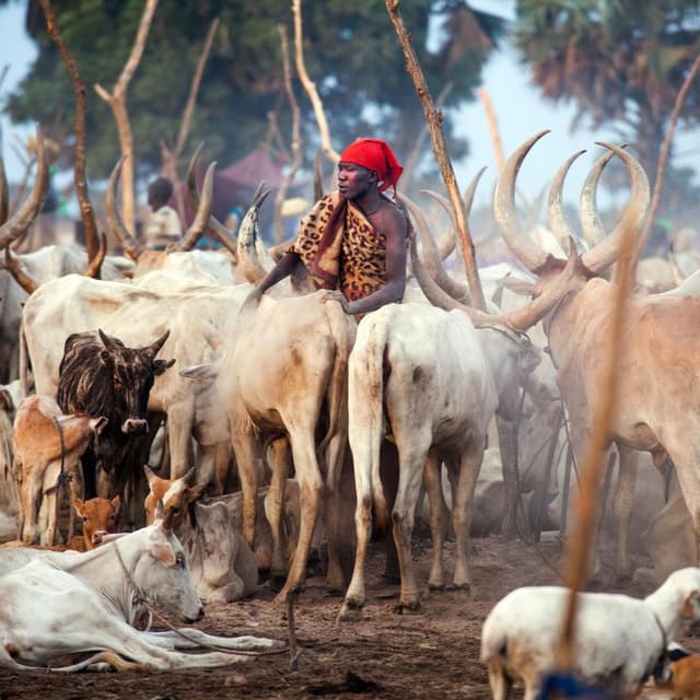 FEATURE | Sounds of Wealth - A Cattle Market in Rumbek