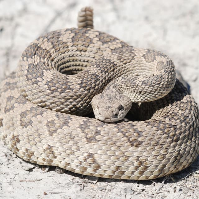 Boneheads-of-the-Day_Each state's most dangerous animal_080626
