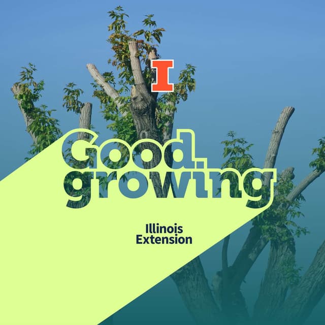 Ep. 250 Tree care pet peeves | #GoodGrowing