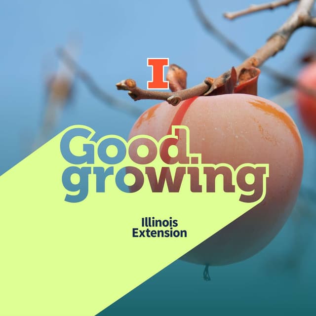 Ep. 234 Persimmon: Growing and Eating Illinois' Sweetest Fruit | #GoodGrowing
