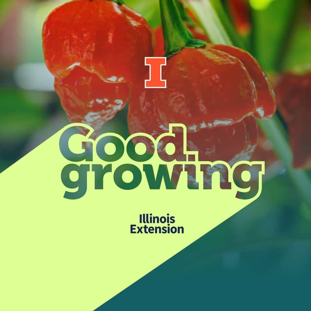 Ep. 256 From mild to wild: Exploring hot peppers | #GoodGrowing