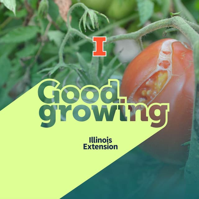 Ep. 263 It's Not a Disease! Common Tomato Fruit Problems You Can't Spray Away | #GoodGrowing