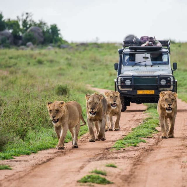 Sharjah Safari Reopens With New Exciting News! (24/09/26)