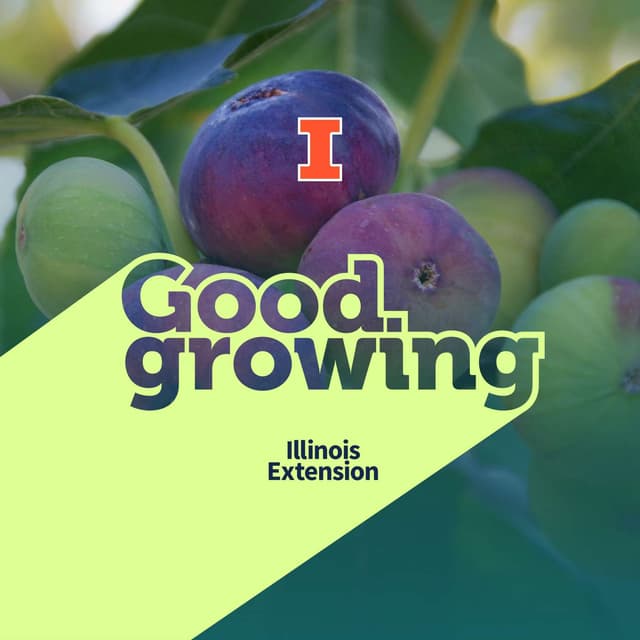 Ep. 246 From Ancient Crop to Modern Gardens: The Fascinating Story of Figs | #GoodGrowing