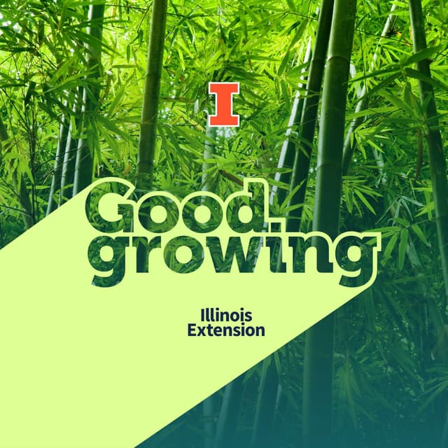 Gardenbite: Containing the Uncontainable: Managing Bamboo | #GoodGrowing