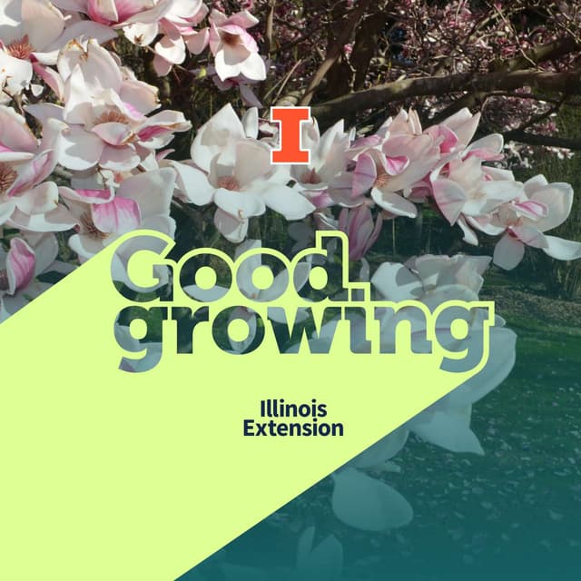 Ep. 248 Favorite trees for spring: Trees we look forward to every year | #GoodGrowing