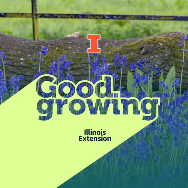Ep. 266 Lesser-Known Minor Bulbs That Shine in Spring | #GoodGrowing