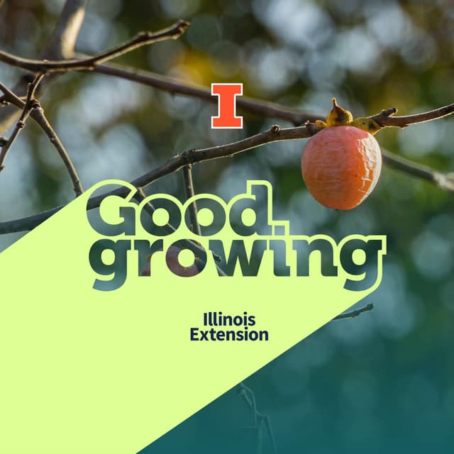 Ep. 236 Persimmon Growing Facts & Folklore | #GoodGrowing