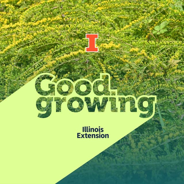 Ep. 264 Goldenrod for every garden | #GoodGrowing