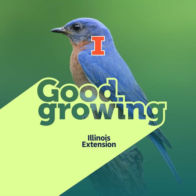 Ep. 253 Garden Q&A: Is it Poison Hemlock? Weird Pepper Myths, Bluebird Drama, and more! | #GoodGrowing