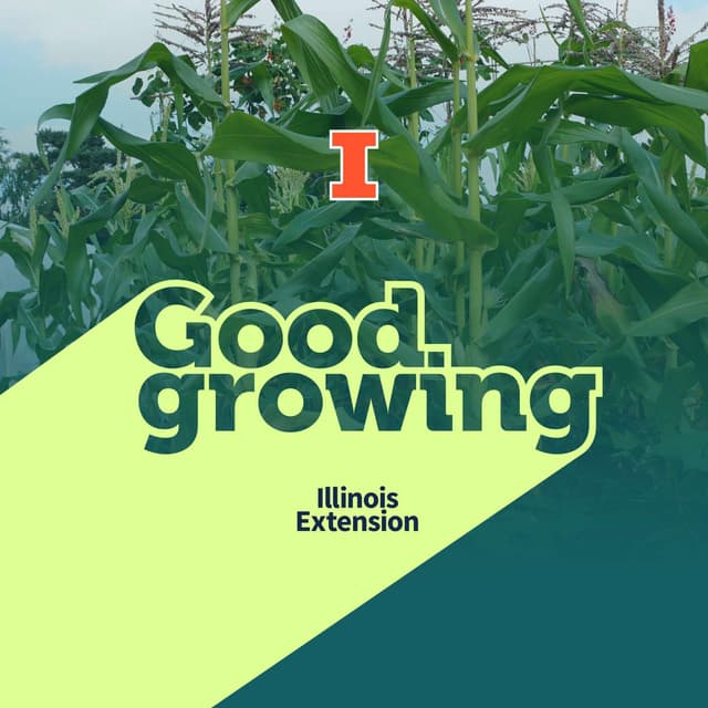 Ep. 252 Growing together: Three Sisters gardening | #GoodGrowing