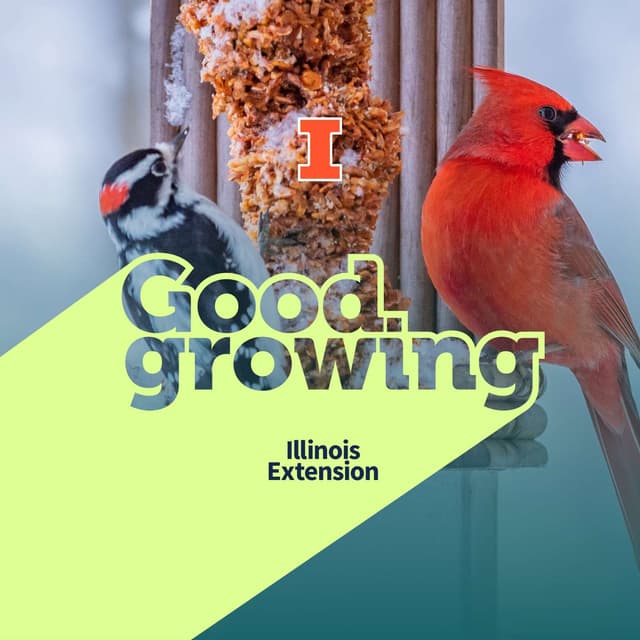 Gardenbite: The Science of Backyard Bird Care | #GoodGrowing
