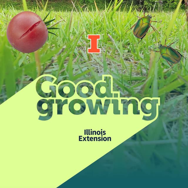 Ep. 259 Summertime garden Q&A | #GoodGrowing