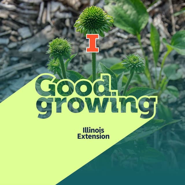 Gardenbite: Weird looking coneflower flowers: Aster yellows and rosette mites | #GoodGrowing