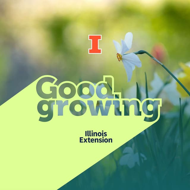 Ep. 243 Looking toward spring: Our favorite spring flowers | #GoodGrowing