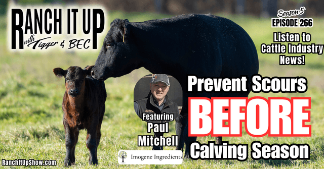 Prevent Scours Before Calving Season & Cattle Industry News