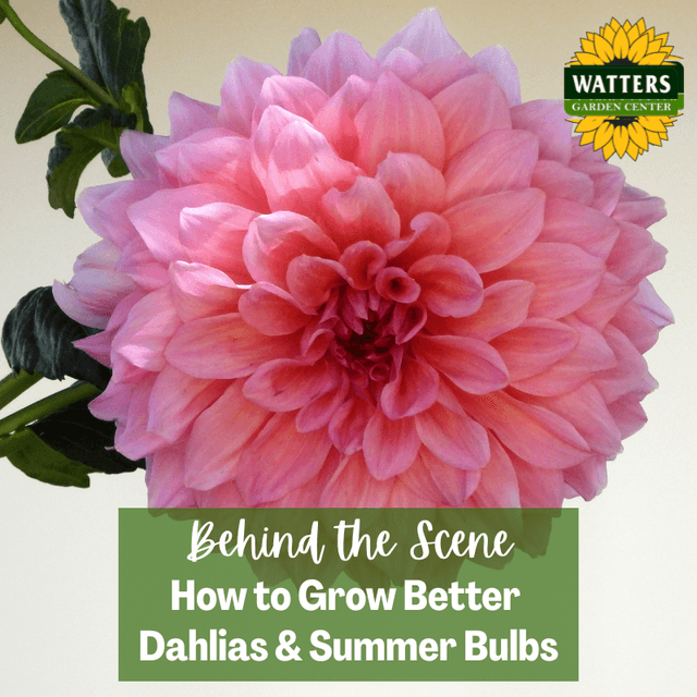 Follower Behind the Scene Bonus: How to Grow Better Dahlias and Summer Bulbs