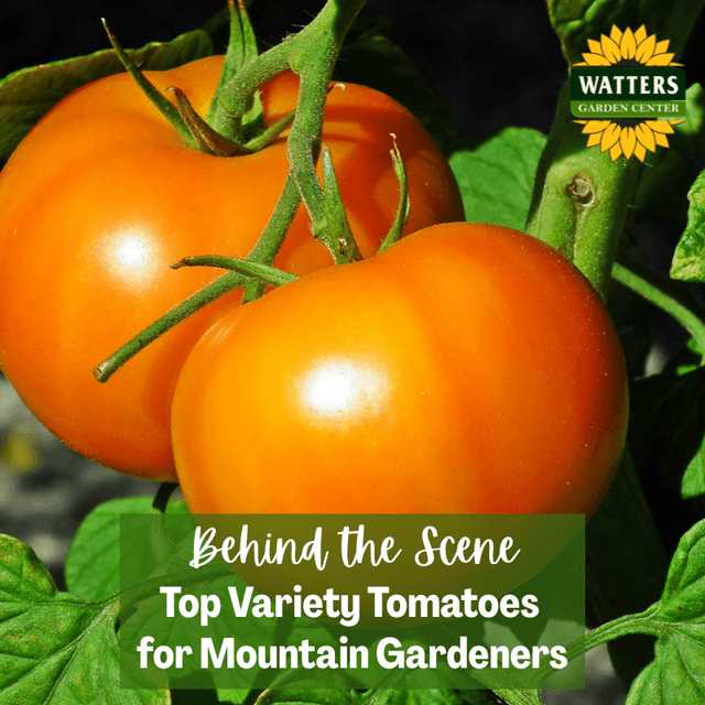 Behind the Scene Follower Bonus: Top Variety Tomatoes for Mountain Gardeners