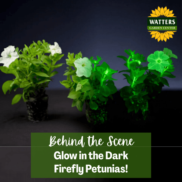 Behind the Scene Follower Bonus: Glow in the Dark Firefly Petunia