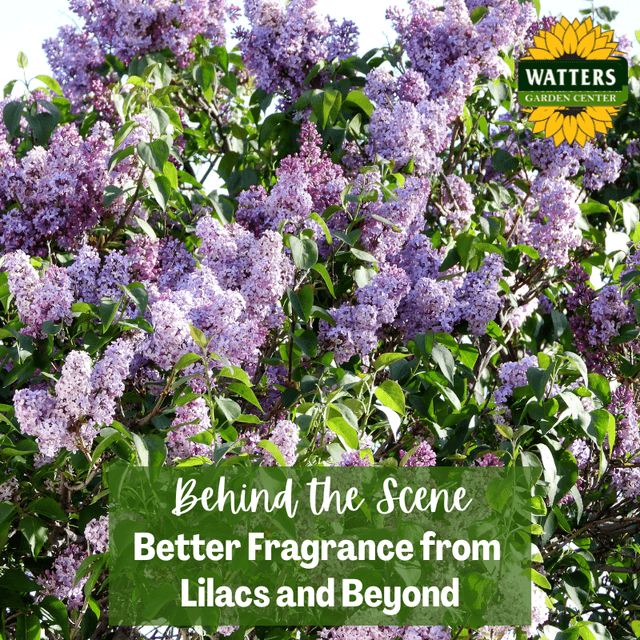Behind the Scene Follower Bonus: Better Fragrance from Lilacs and Beyond