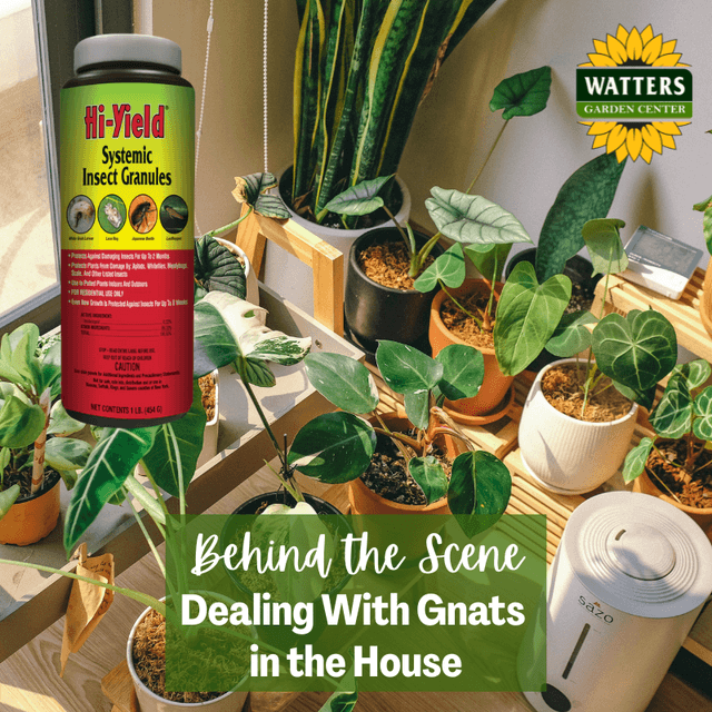 Follower Behind the Scene Bonus: Dealing With Gnats in the House